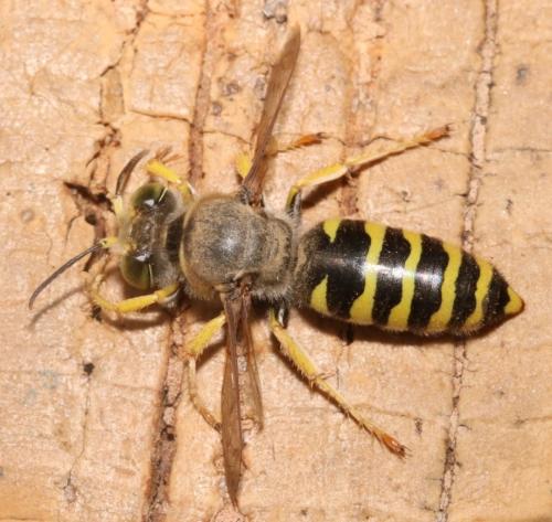 Bembix tarsata